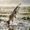 Snakehead striking a hollow body frog lure in thick lily pad cover